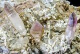 Amethyst Crystal Cluster - Las Vigas, Mexico #155385-1